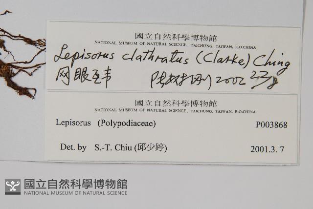 網眼瓦葦藏品圖，第2張