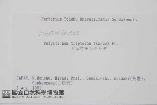 三叉耳蕨藏品圖，第2張