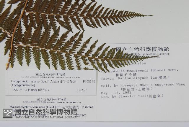 粗毛金星蕨藏品圖，第2張