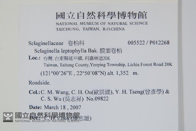 膜葉卷柏藏品圖，第2張