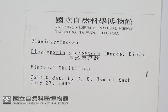 耳形瘤足蕨藏品圖，第2張