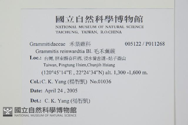 毛禾葉蕨藏品圖，第2張