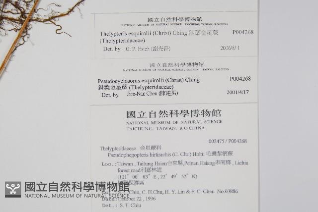 斜葉金星蕨藏品圖，第2張