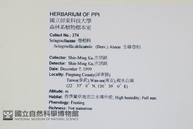 全緣卷柏藏品圖，第2張