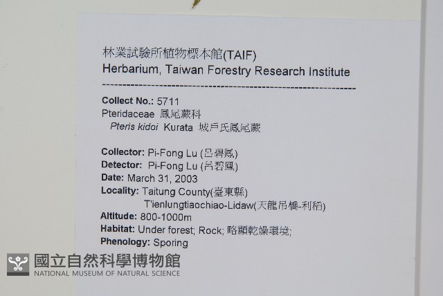 城戶氏鳳尾蕨藏品圖，第2張