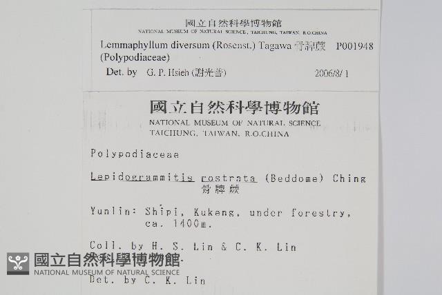 骨牌蕨藏品圖，第2張