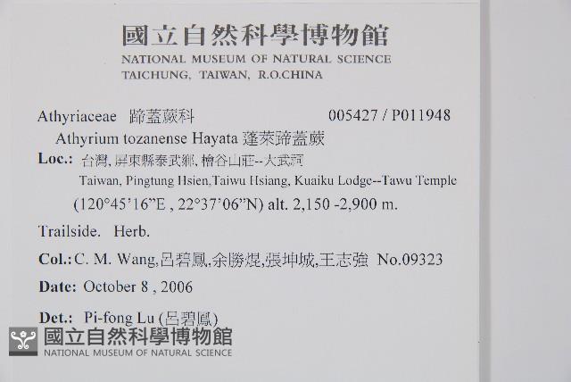 蓬萊蹄蓋蕨藏品圖，第2張