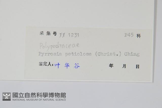 有柄石韋藏品圖，第2張