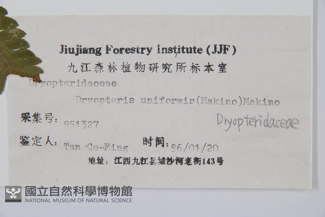 同形鱗毛蕨藏品圖，第2張