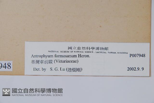 臺灣車前蕨藏品圖，第2張