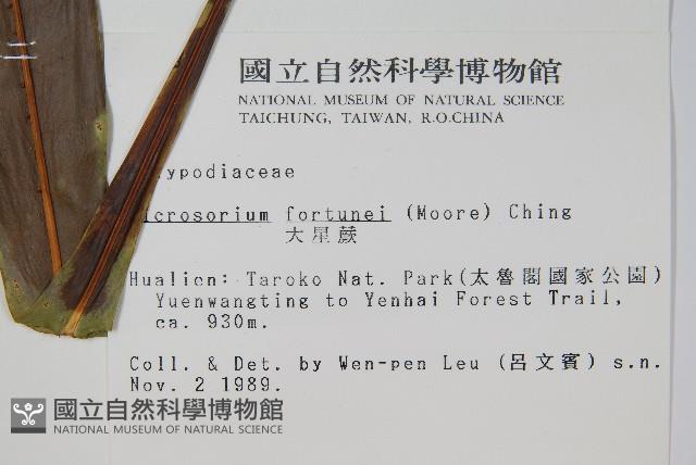 大星蕨藏品圖，第2張