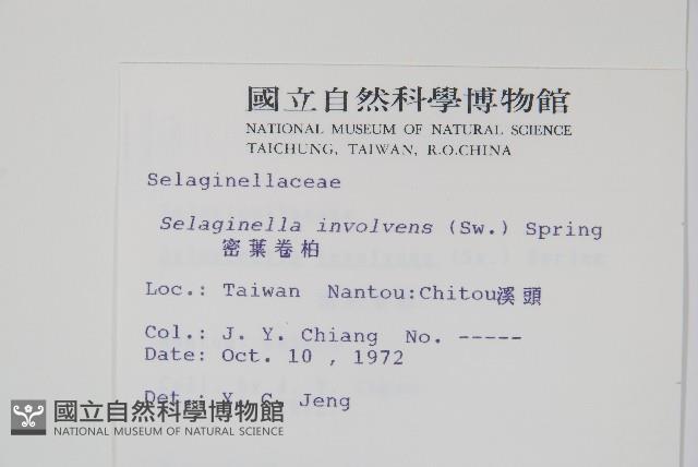 密葉卷柏藏品圖，第2張