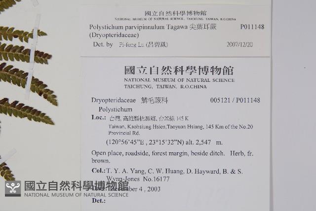 尖葉耳蕨藏品圖，第2張