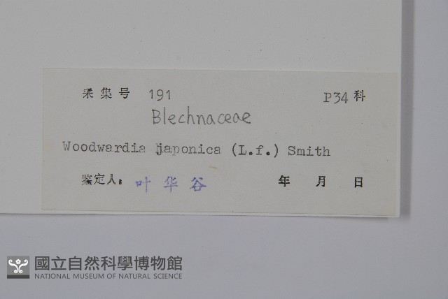 日本狗脊蕨藏品圖，第2張