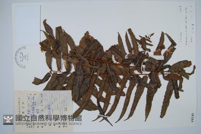 長葉腎蕨藏品圖，第1張