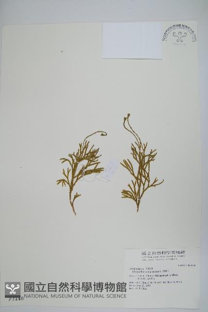 地刷子藏品圖，第1張