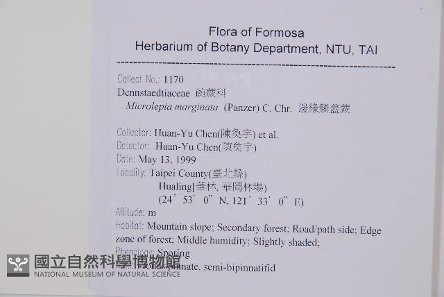 邊緣鱗蓋蕨藏品圖，第2張