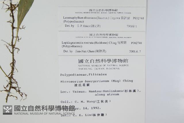 骨牌蕨藏品圖，第2張