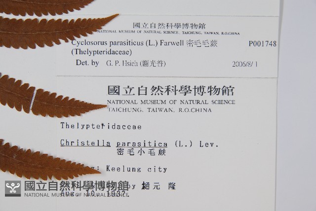 密毛毛蕨藏品圖，第2張