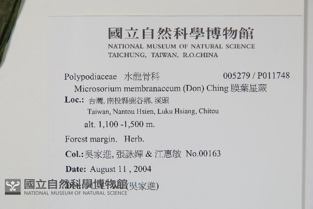 膜葉星蕨藏品圖，第2張