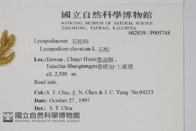 Common clubmoss, Running clubmoss Collection Image, Figure 2, Total 2 Figures