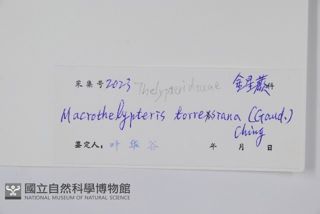 大金星蕨藏品圖，第2張