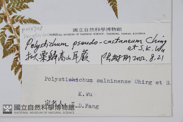 擬栗鱗高山耳蕨藏品圖，第2張