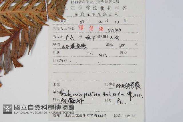 東方狗脊蕨藏品圖，第2張