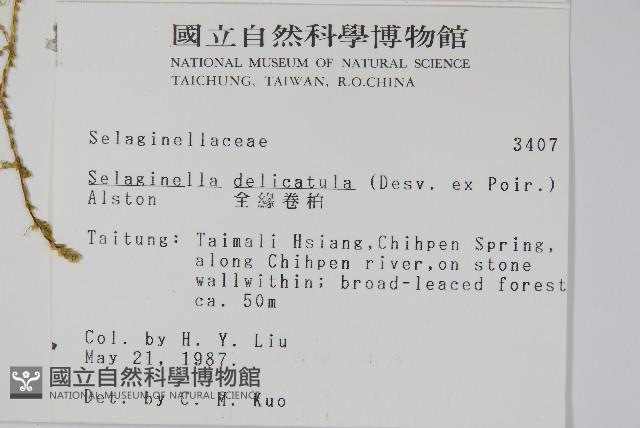 全緣卷柏藏品圖，第2張