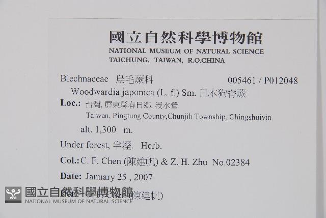 日本狗脊蕨藏品圖，第2張