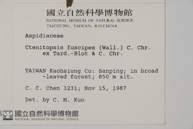 屏東擬肋毛蕨藏品圖，第2張