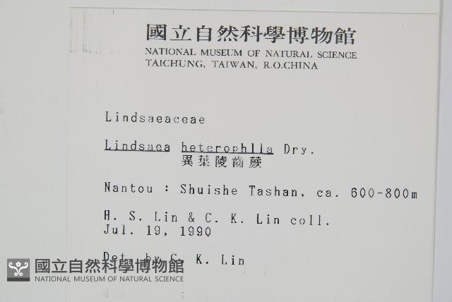 海島鱗始蕨藏品圖，第2張