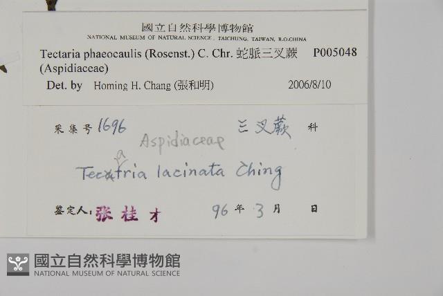 蛇脈三叉蕨藏品圖，第2張