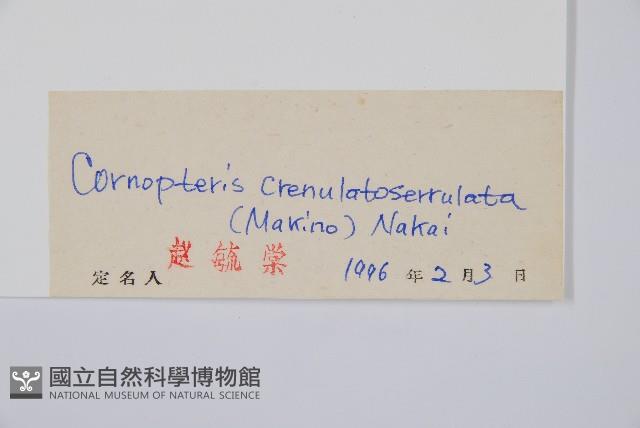 東北角蕨藏品圖，第2張