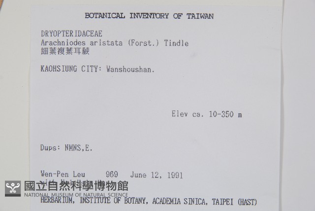 細葉複葉耳蕨藏品圖，第2張