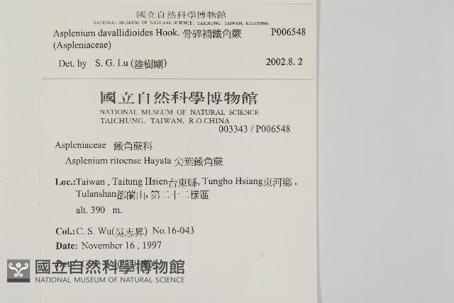 骨碎補鐵角蕨藏品圖，第2張