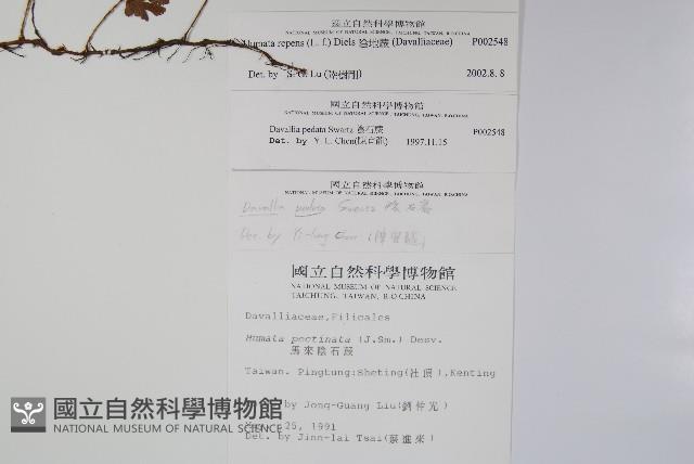 陰石蕨藏品圖，第2張