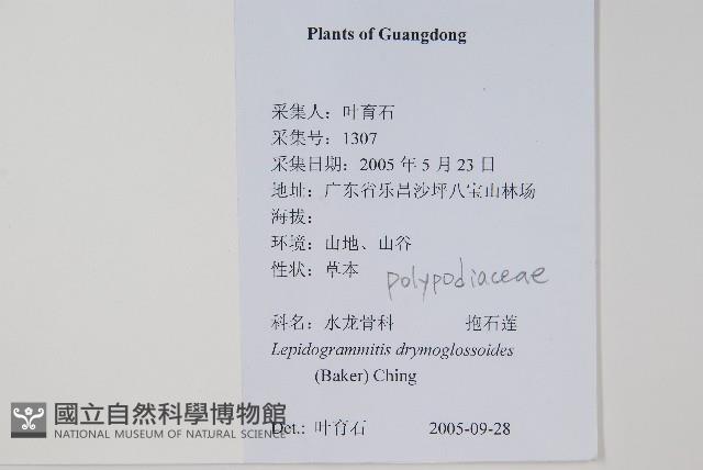 抱石蓮藏品圖，第2張