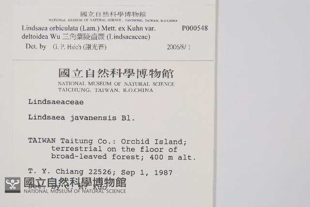 三角葉陵齒蕨藏品圖，第2張