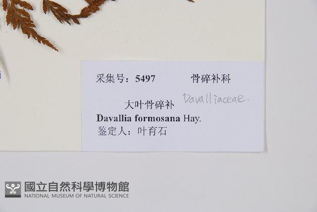 大葉骨碎補、台灣骨碎補、骨碎補藏品圖，第5張