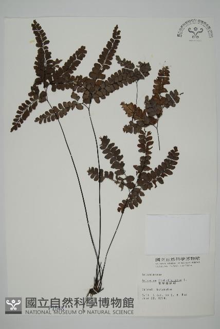 扇葉鐵線蕨藏品圖，第1張