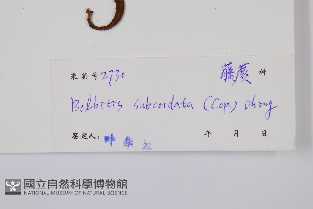 海南實蕨藏品圖，第2張