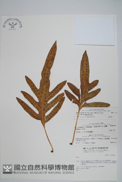 海岸星蕨藏品圖，第1張