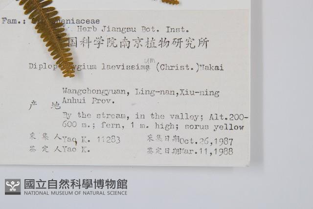 鱗芽裡白藏品圖，第2張