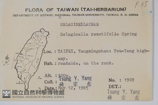 疏葉卷柏藏品圖，第2張