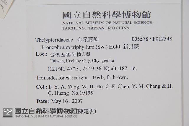 新月蕨藏品圖，第2張