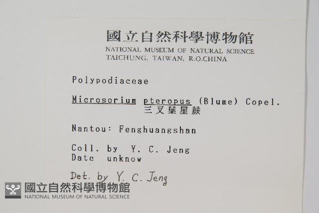 三叉葉星蕨藏品圖，第2張