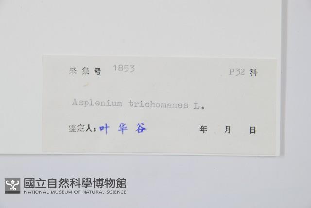 鐵角蕨藏品圖，第2張