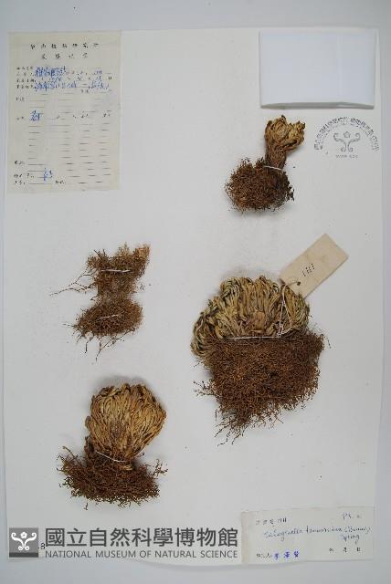 萬年松藏品圖，第1張