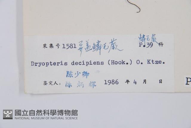 迷人鱗毛蕨、異蓋鱗毛蕨藏品圖，第2張